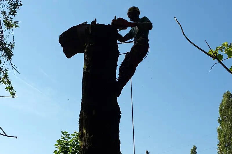 Élagueur grimpeur en progression dans un arbre, travail sur corde